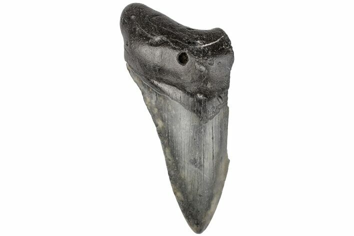 4.43" Partial, Fossil Megalodon Tooth 